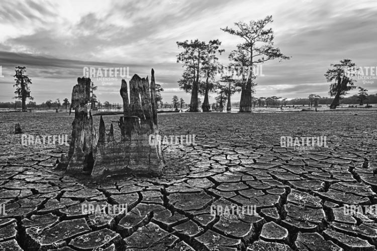 Cracked Henderson Swamp