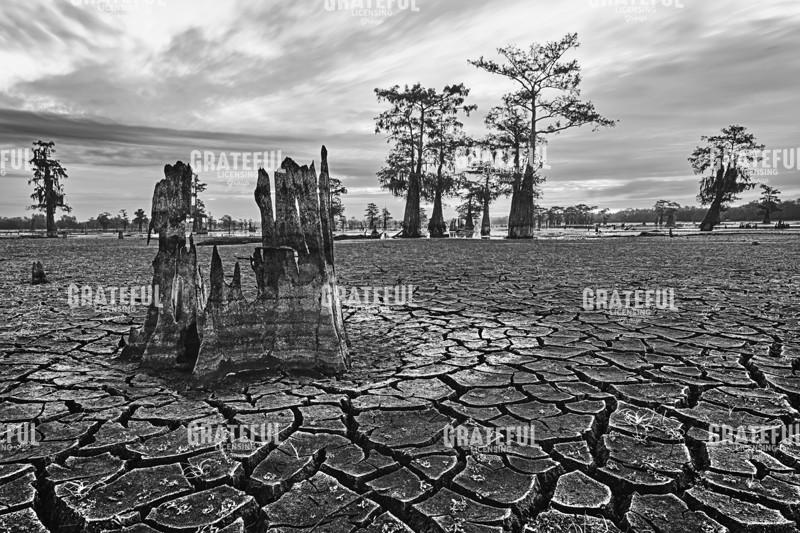 Cracked Henderson Swamp