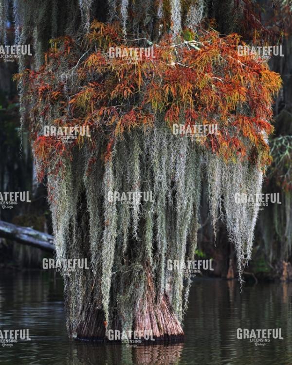 Swamp Bouquet