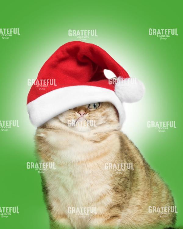 Christmas Cat