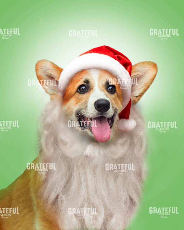 Corgi