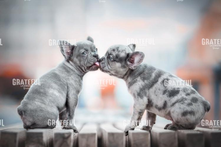 Kisses