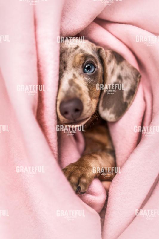 Peek-a-Boo