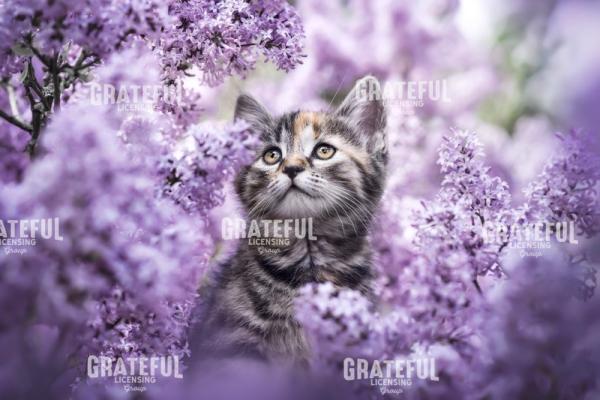 Lilac Dreams