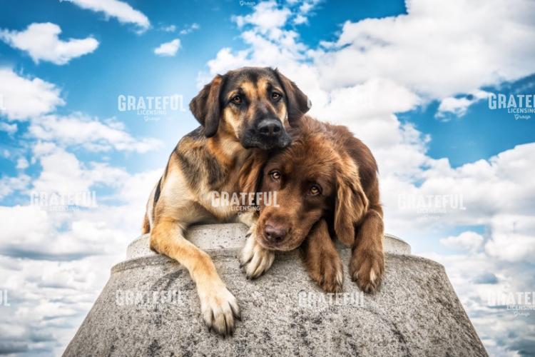 Buddies