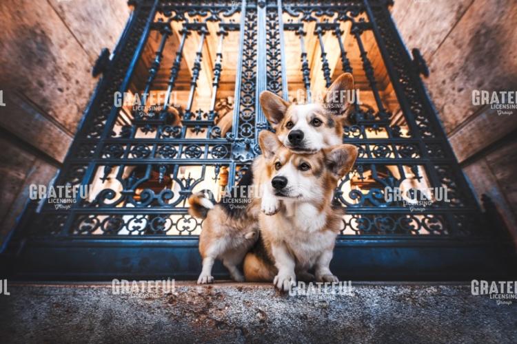 On the Stoop