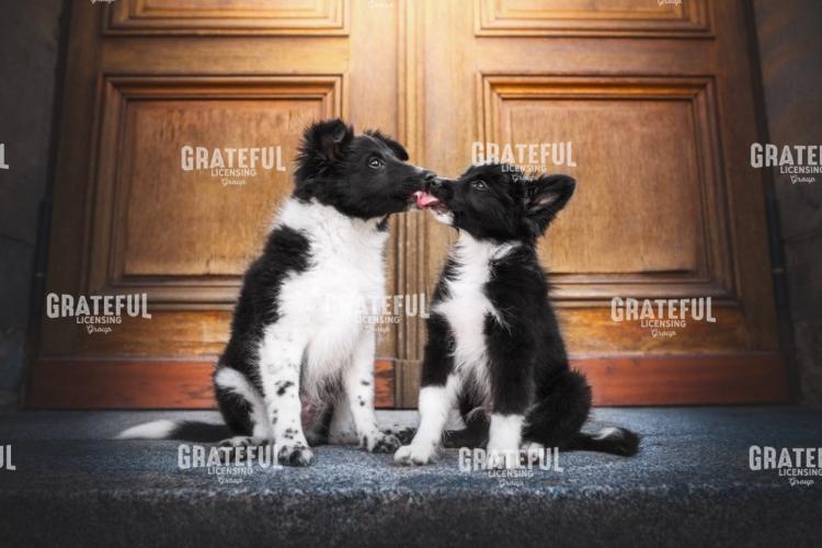 Puppy Kisses