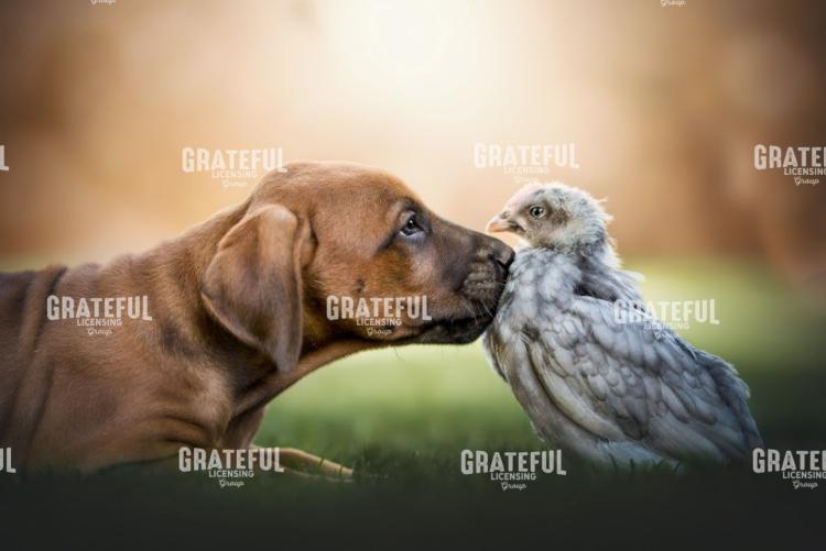 Dynamic Duo