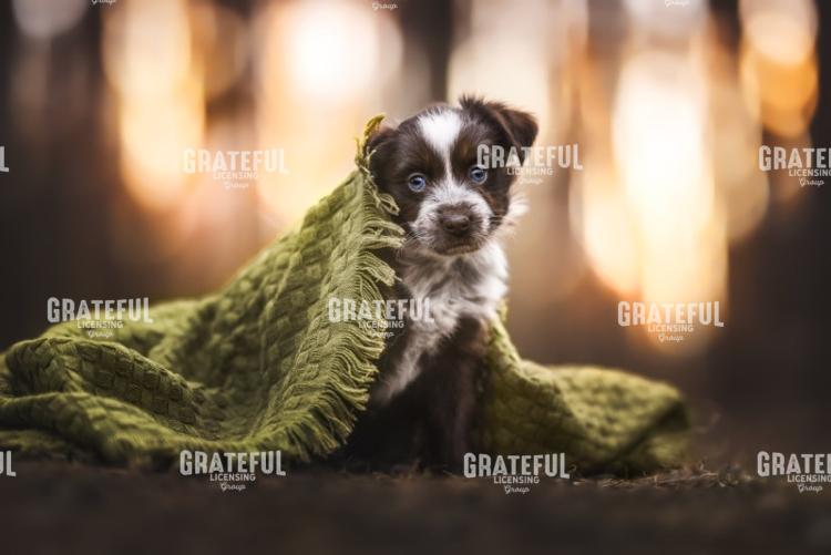 Cozy Puppy