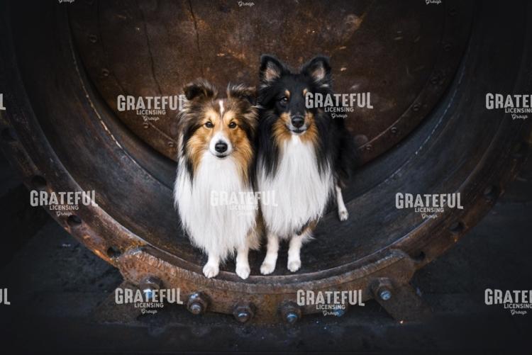 Dog Duo