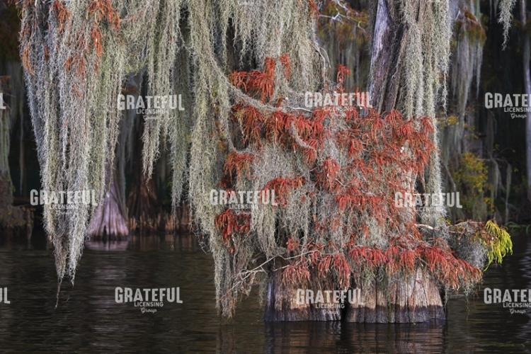 Bayou Autumn Tapestry
