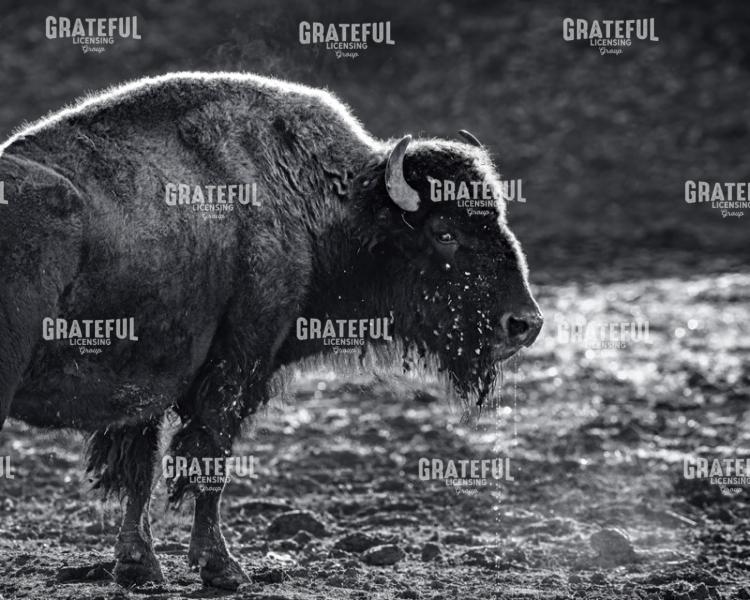 Steaming Bison
