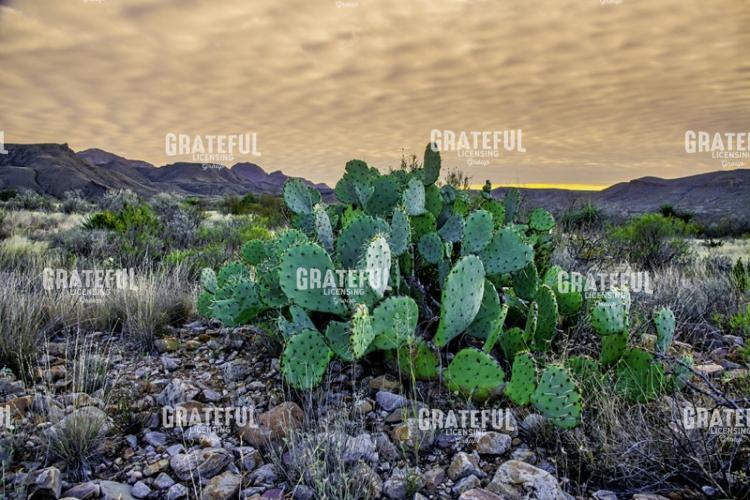 Big Bend Prickly Pear