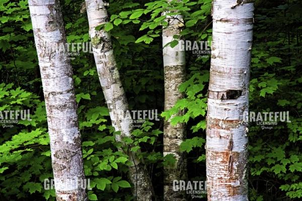 Birch Basics