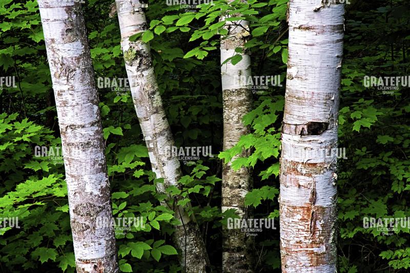 Birch Basics