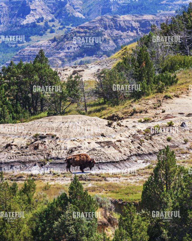 Bison in the Dakota Badlands