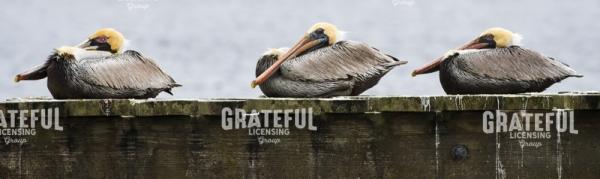 Cozy Pelicans