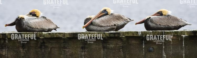 Cozy Pelicans