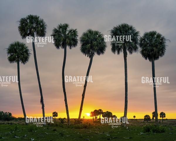 Sunset at the Palms
