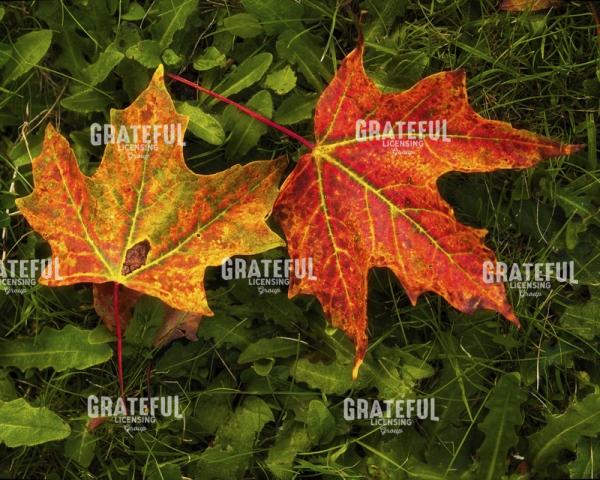 Fallen Maple Leaves