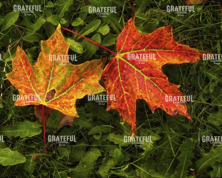 Fallen Maple Leaves