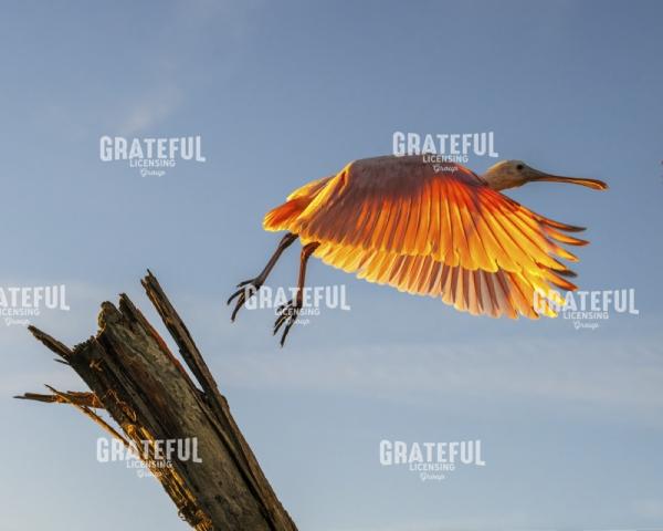 Roseate Spoonbill at Liftoff