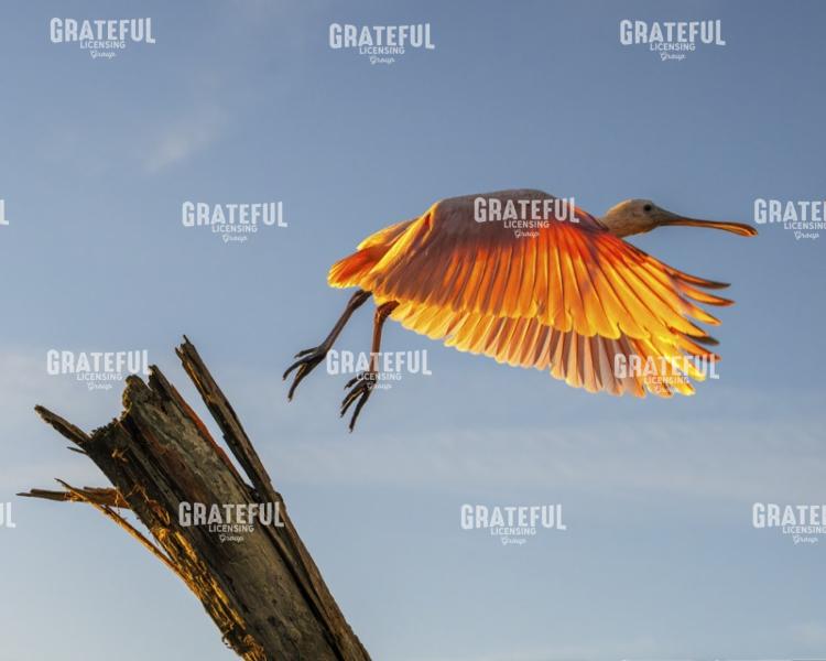 Roseate Spoonbill at Liftoff