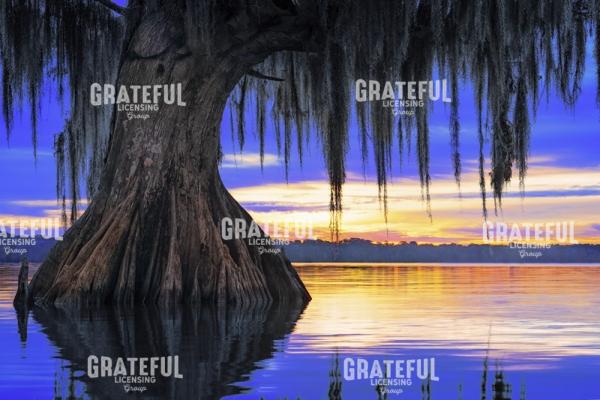 Swamp Serenity