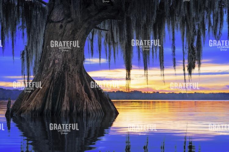 Swamp Serenity