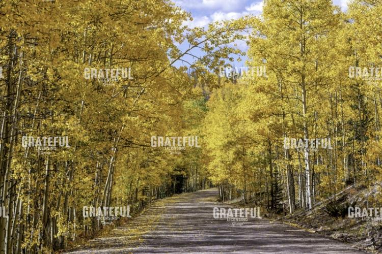 Aspen Drive