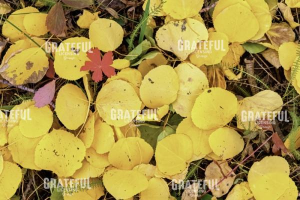 Aspen Leaves in Repose