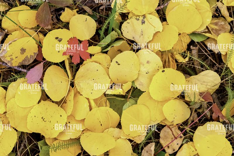 Aspen Leaves in Repose