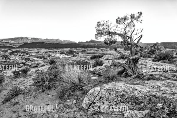 Alone in the Desert