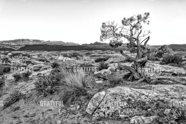 Alone in the Desert