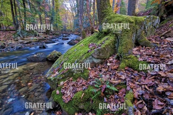 Along the Banks of Laurel Fork