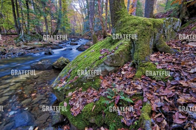 Along the Banks of Laurel Fork