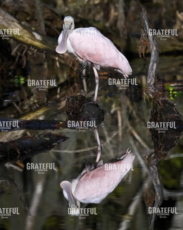Reflection in Pink