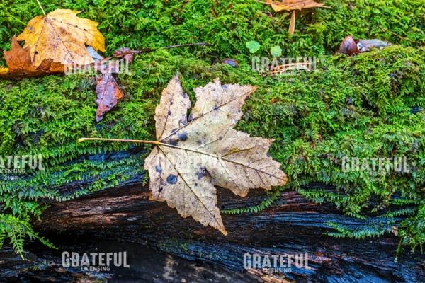 Autumn in the Appalachians