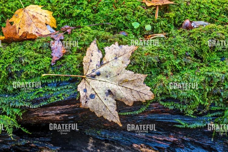 Autumn in the Appalachians