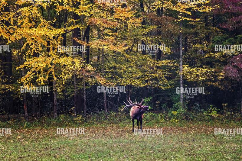Bugling Smoky Mountains Elk