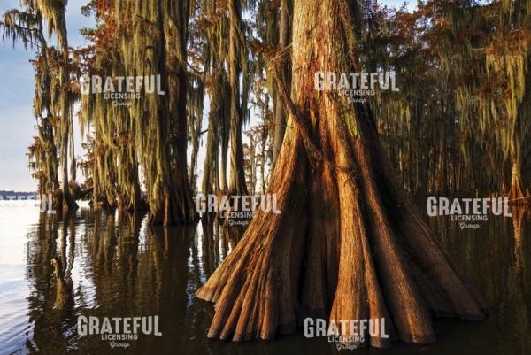 First Light in the Swamp