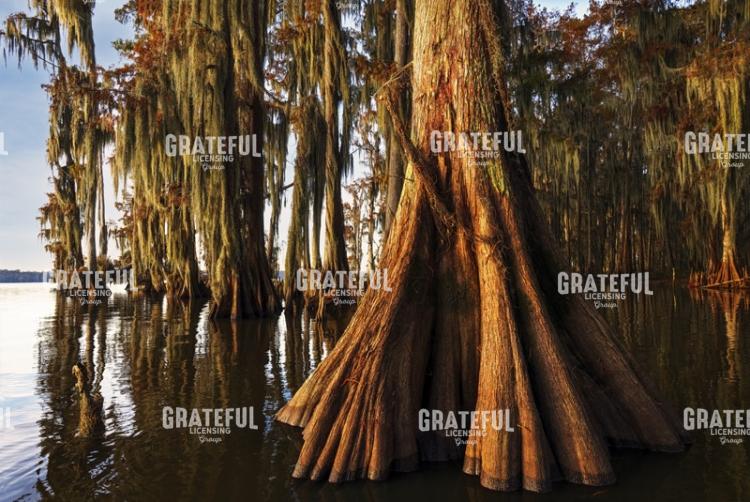 First Light in the Swamp