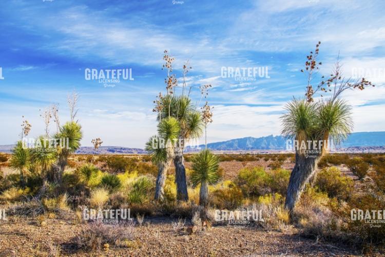 Desert Forest