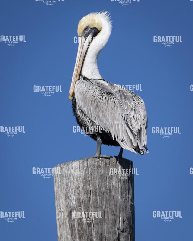 Pelican Snobbery