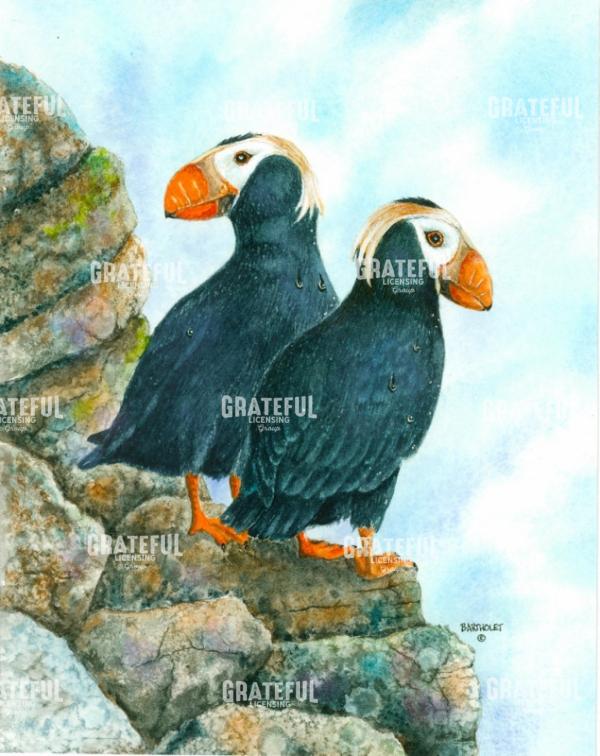 Tufted Puffins