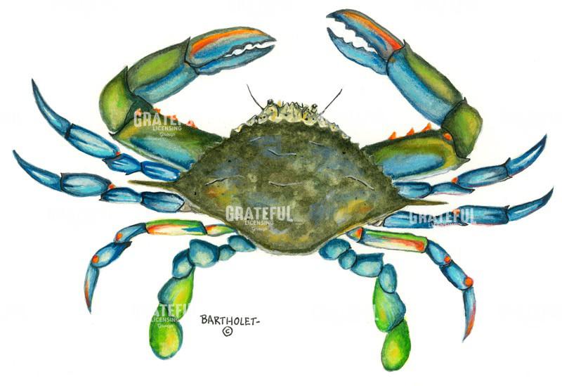 Blue Crab