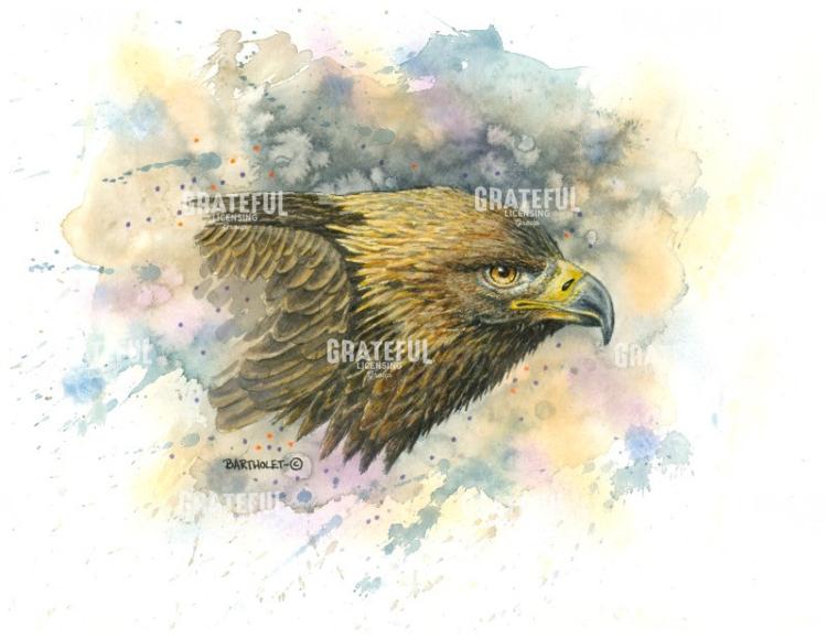 Golden Eagle
