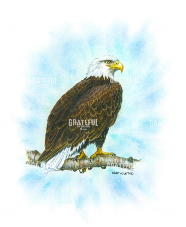 Bald Eagle