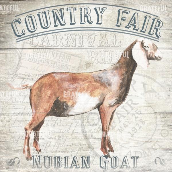 County Fair - Goat