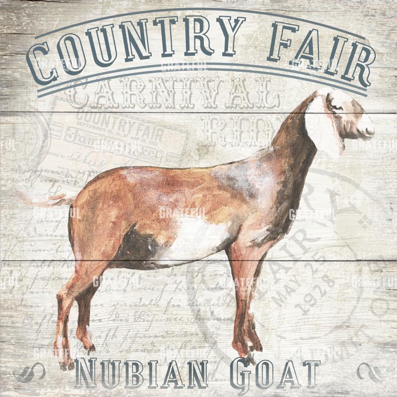 County Fair - Goat